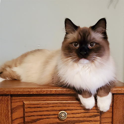 coopercatz