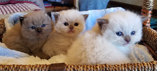 coopercatz