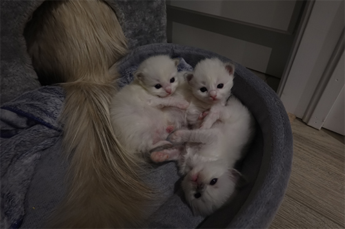 keepurrs ragdolls
