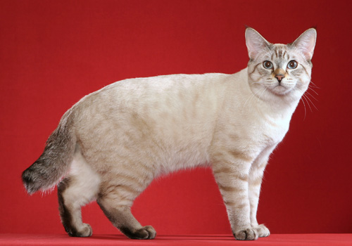 Bobtail tabby hot sale cat