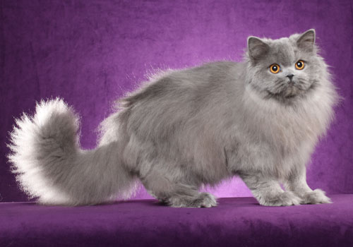 British store longhair cat