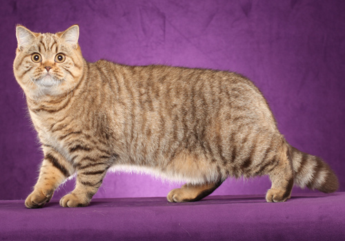 Bengal mix best sale british shorthair