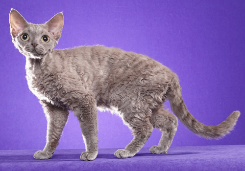 Cornish and devon sales rex