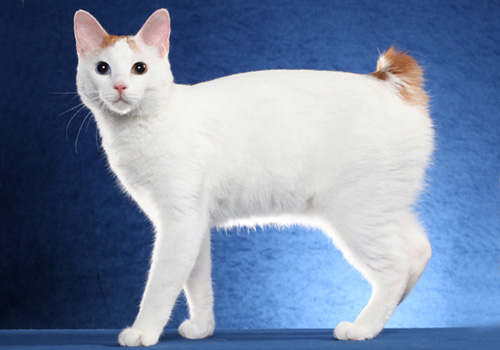 Japanese bobtail shorthair store cat