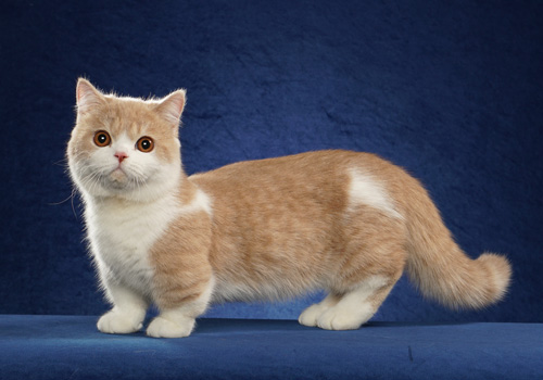 Tica british hot sale shorthair breeders