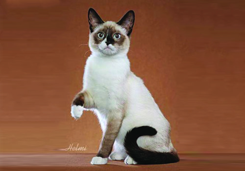 seal point snowshoe siamese