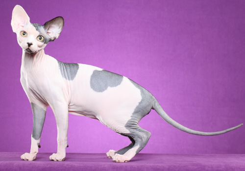 Sphynx cat breeders hot sale midwest