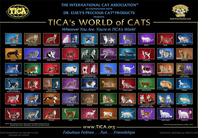 Every cat breed hot sale in the world