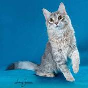 19th Best Household Pet Kitten Of The Year: IW FLUFFIE