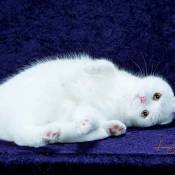24th Best Household Pet Of The Year: IW SGM LILY BABYDOLL