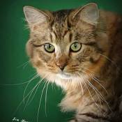5th Best Household Pet Of The Year: IW WICKET WYSTRI