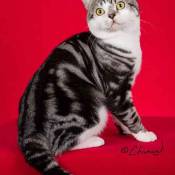 21st Best Shorthair Cat Of The Year: LA BW SGC WINDLEAVES TOP GUN OF PLYMOUTHROCK