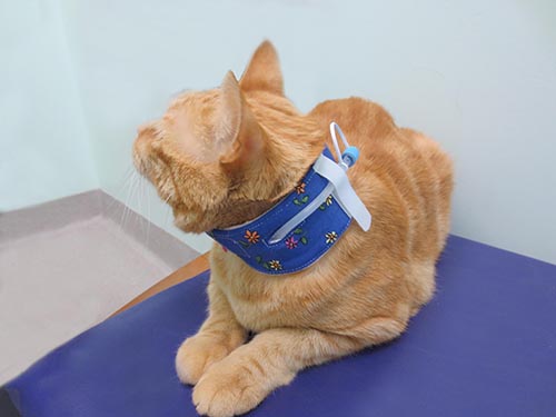 cat feeding tube collar