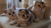 Charming Scottish Kittens in Brooklyn, NY!!! (SILVERSHINE) Charming Scottish Kittens in Brooklyn, NY!!! (SILVERSHINE)