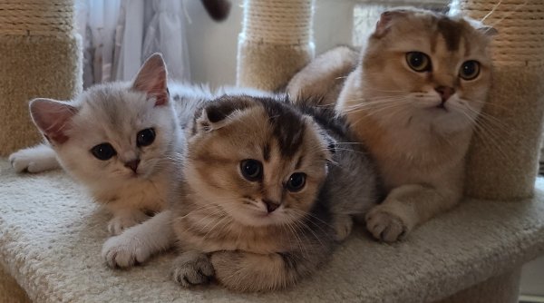 Charming Scottish Kittens in Brooklyn, NY!!! (SILVERSHINE)