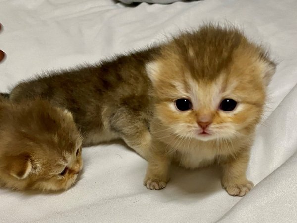 Scottish Fold Kittens for sale (BEYONDCUTENESS)