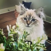 Gorgeous hypoallergenic Siberian babies (SIBERIANBLISS) Gorgeous hypoallergenic Siberian babies (SIBERIANBLISS)