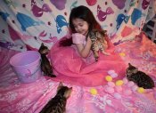 Bengal Kittens (BENGALNPURRADISE) Bengal Kittens (BENGALNPURRADISE)