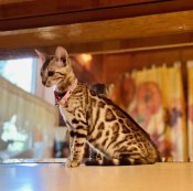 Gorgeous Bengal Kittens (BARSBARBENGALS) Gorgeous Bengal Kittens (BARSBARBENGALS)