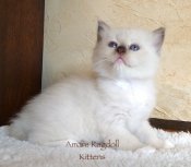 Ragdoll Kittens For Sale (AMARERAGDOLLS) Ragdoll Kittens For Sale (AMARERAGDOLLS)