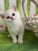 British silver point and golden kittens (MEOWKITTYWORLD) British silver point and golden kittens (MEOWKITTYWORLD)