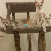 Loyal Australian Mist cats (KATSMISTS) Loyal Australian Mist cats (KATSMISTS)