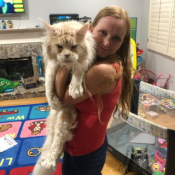 Maine Coon Kittens Available (FIVESTARZ) Maine Coon Kittens Available (FIVESTARZ)