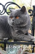 British Shorthair kittens available (LIONSHEART) British Shorthair kittens available (LIONSHEART)
