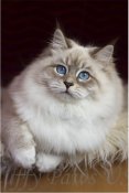 Siberian Kittens Granby USA (FLUFFYPAWS) Siberian Kittens Granby USA (FLUFFYPAWS)