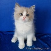 Silky-soft Ragdoll kittens available now (RIVERSIDERAGS) Silky-soft Ragdoll kittens available now (RIVERSIDERAGS)