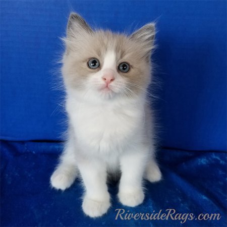 Silky-soft Ragdoll kittens available now (RIVERSIDERAGS)