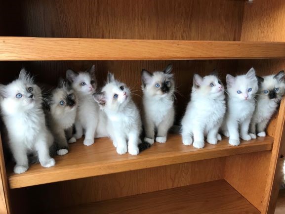 charming ragdoll cattery