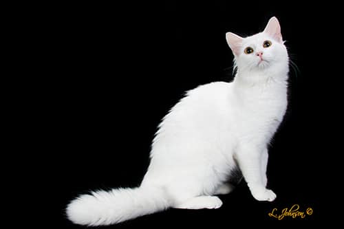 Japanese Bobtail - TICA - The International Cat Association