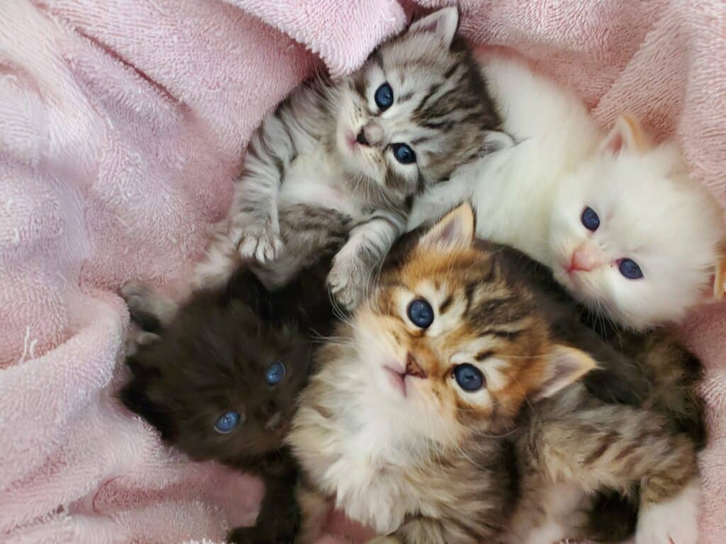 Kissfromarose - TICA - The International Cat Association