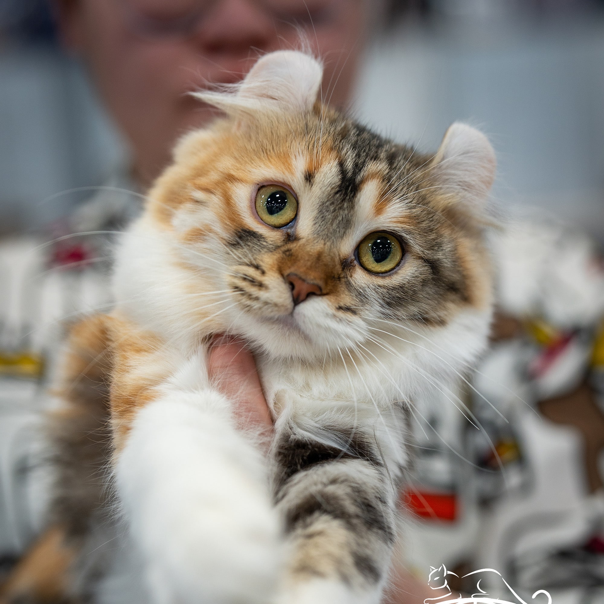 Which of these cats is a British Shorthair?