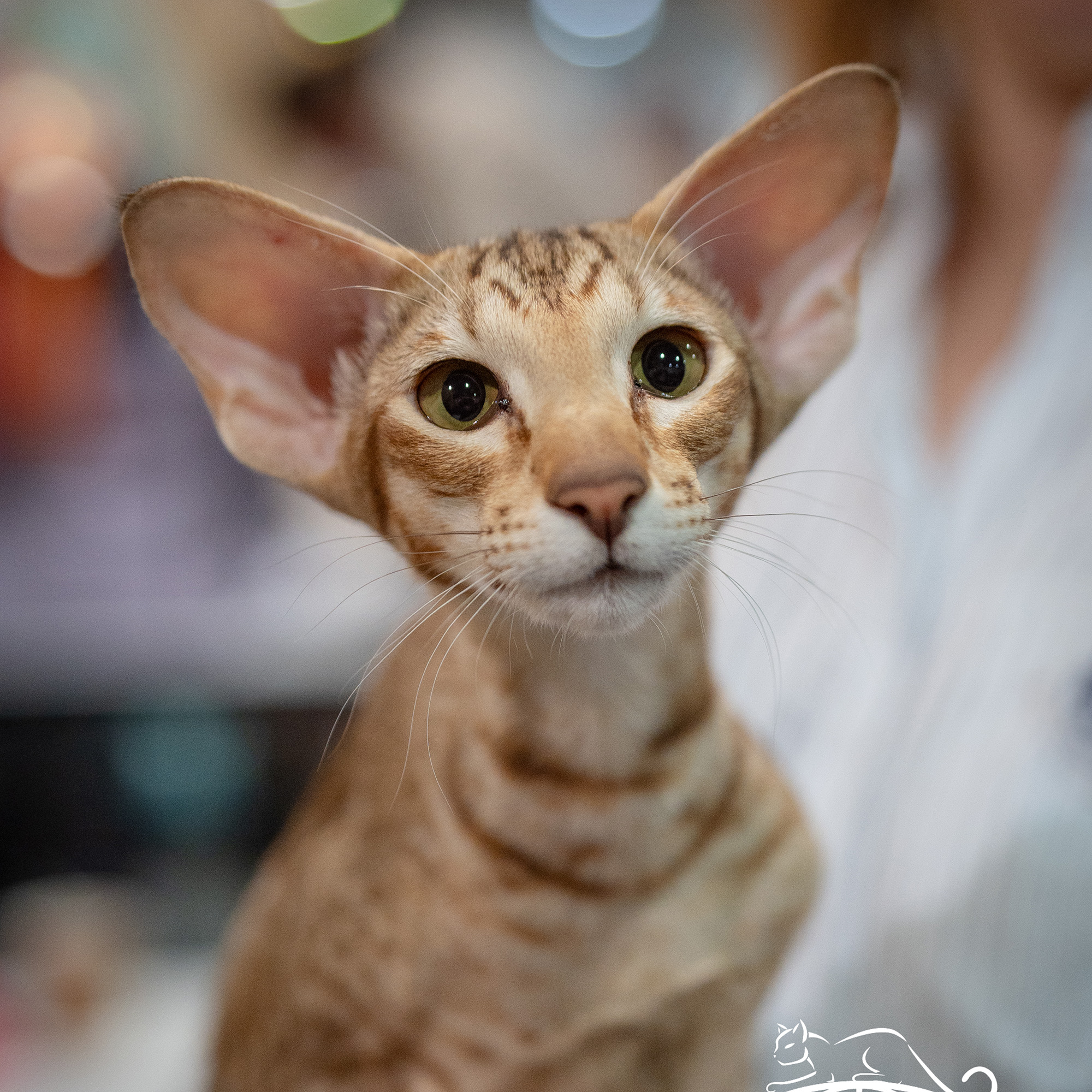 Which of these cats is an Oriental?