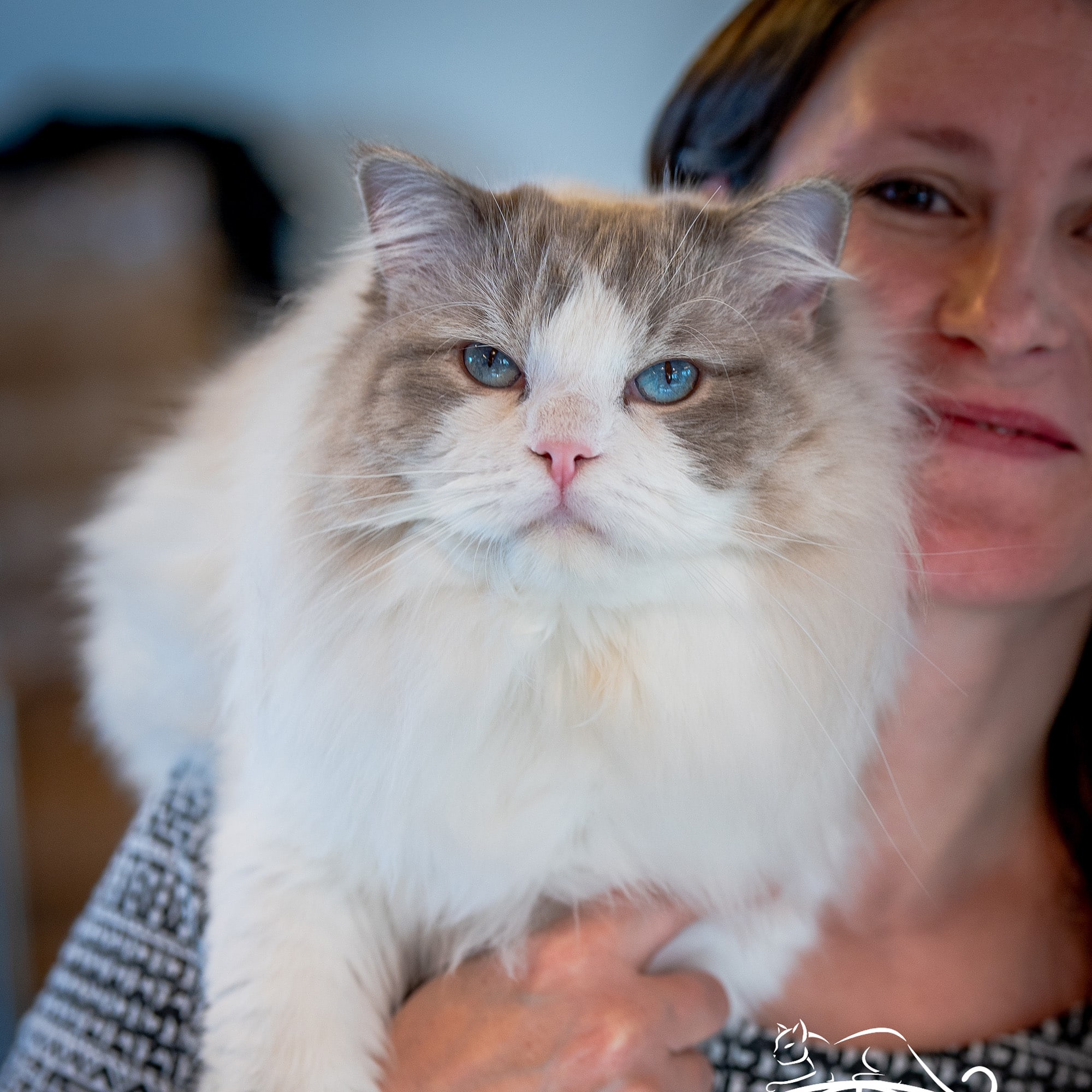 Which of these cats is a Ragdoll?