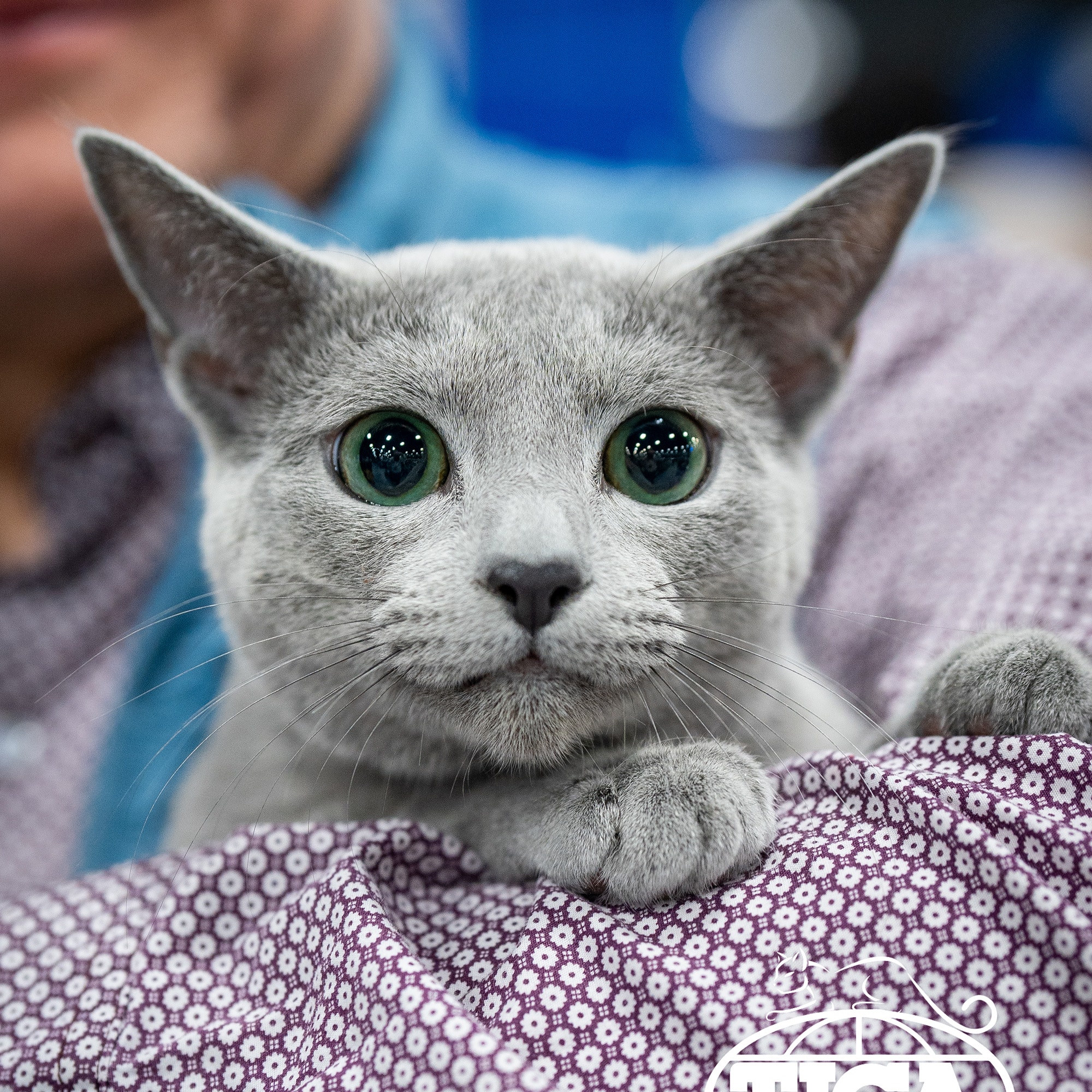 Which of these cats is a British Shorthair?
