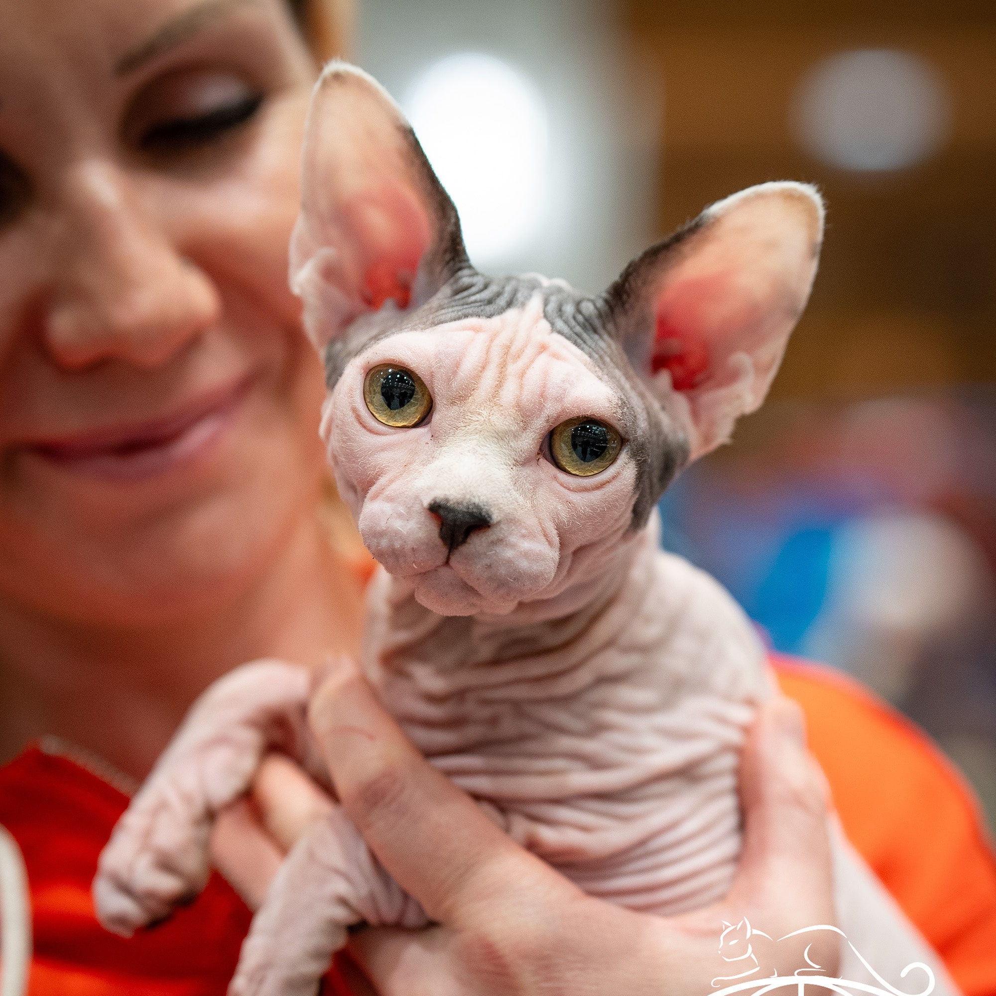 Which of these cats is an Oriental?