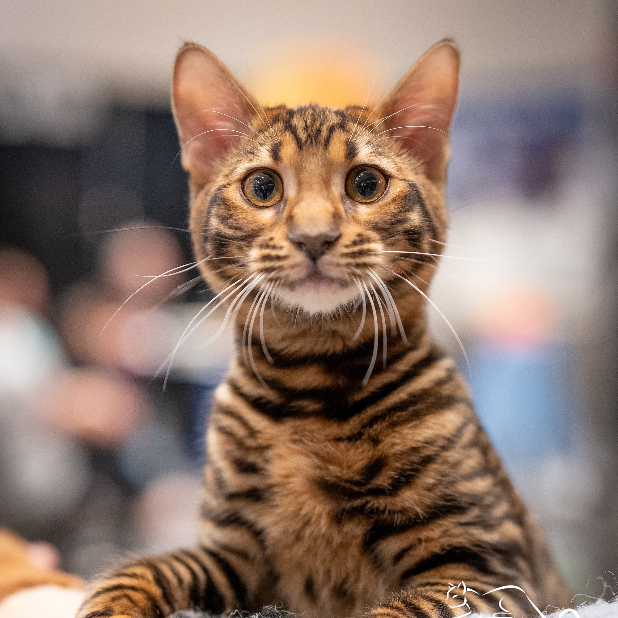 Which of these cats is an Oriental?