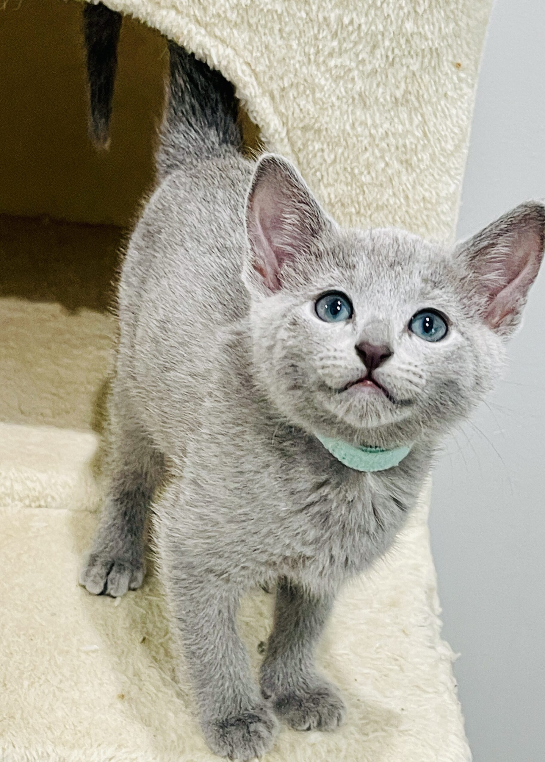 Bluesburg - TICA - The International Cat Association
