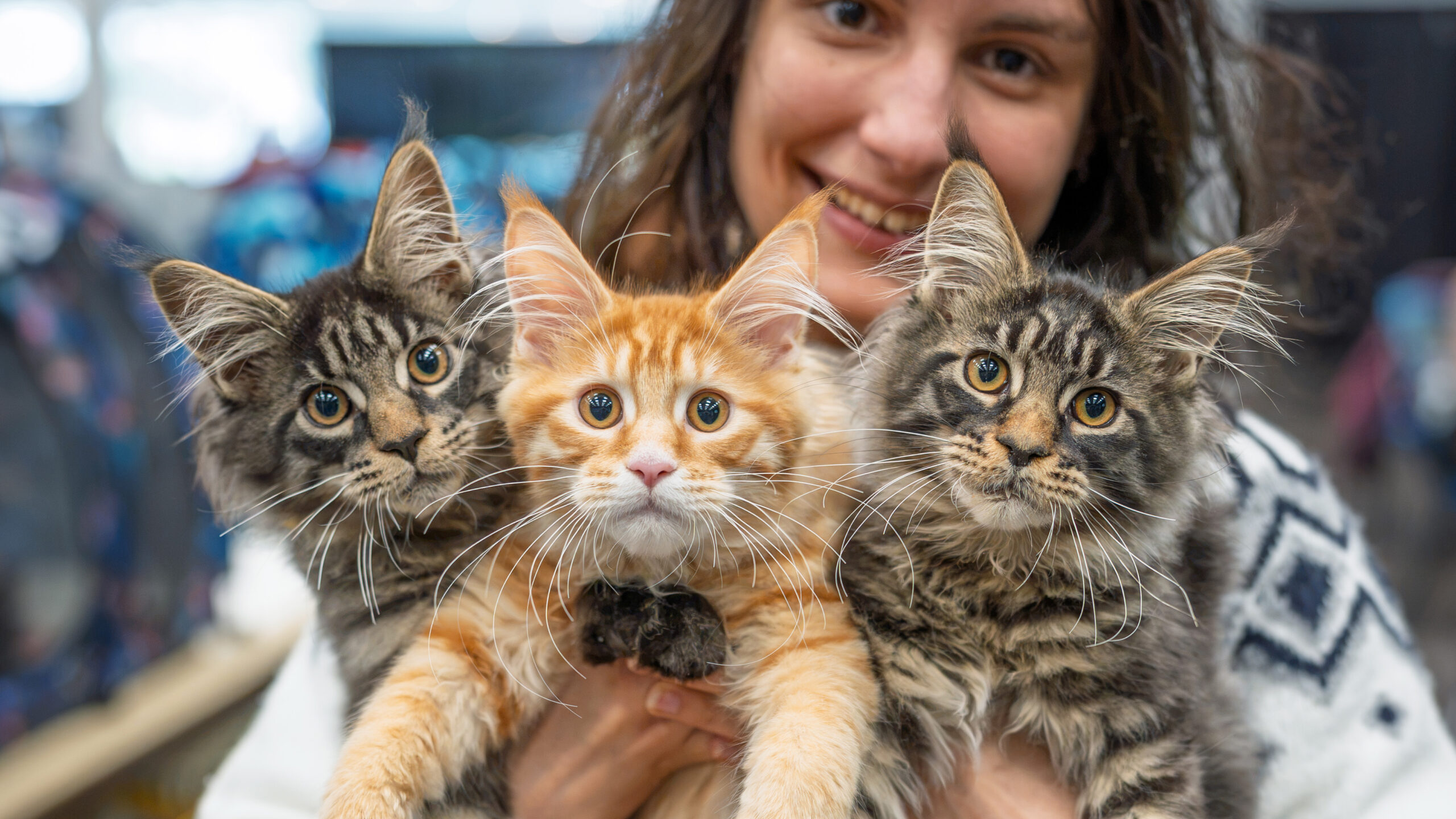 Cat Show article